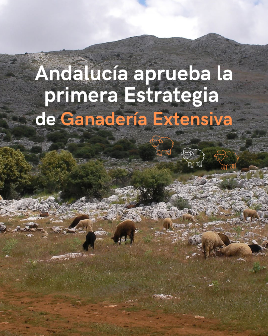 Ir a "Andalucía aprueba su Estrategia de Ganadería Extensiva con 457 millones de euros hasta 2030"
