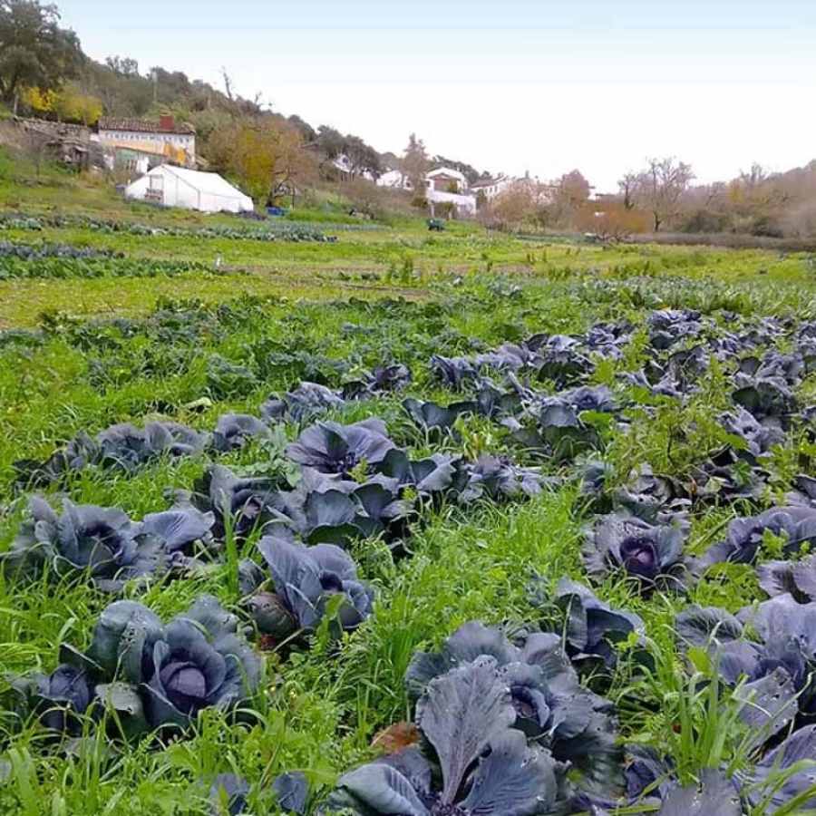 Ir a "El sector apícola onubense gana fuerza en mercados internacionales"