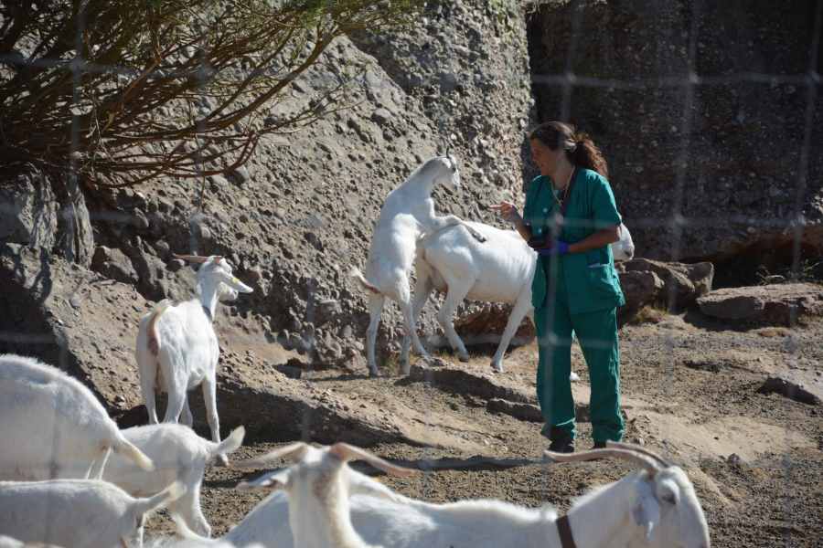 “El pastoreo apoya la biodiversidad, el asentamiento social y la soberanía alimentaria de nuestros pueblos”